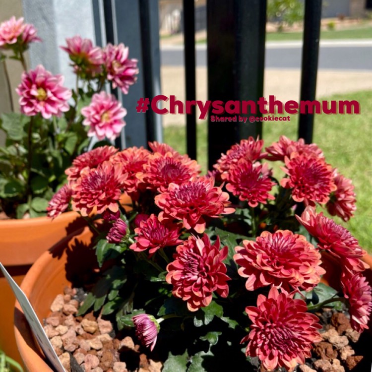 Plant image Chrysanthemum 'Tall Scarlet Red'
