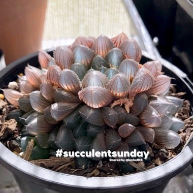 Haworthia
