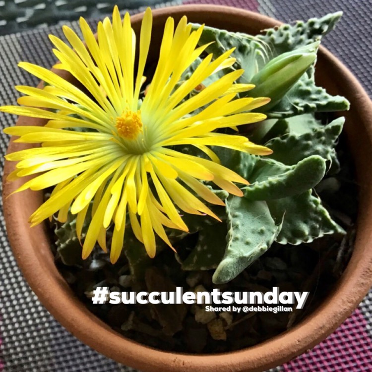 plant image 1479623