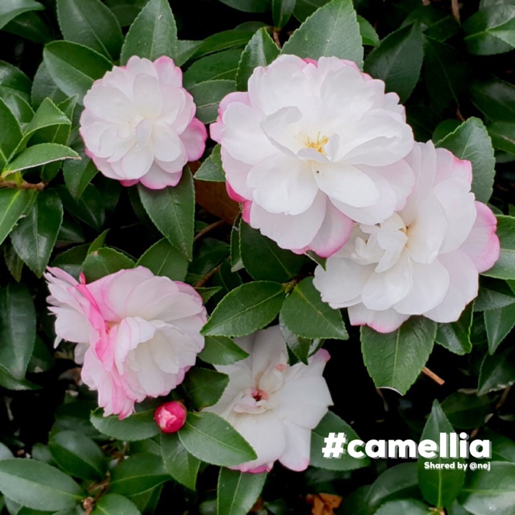 Plant image Camellia sasanqua 'Paradise Blush'