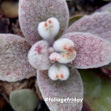 Kalanchoe eriophylla