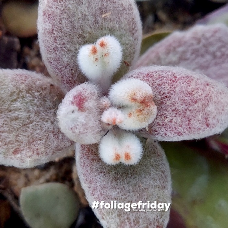 Plant image Kalanchoe eriophylla