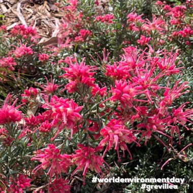 Grevillea Strawberry Smoothie 