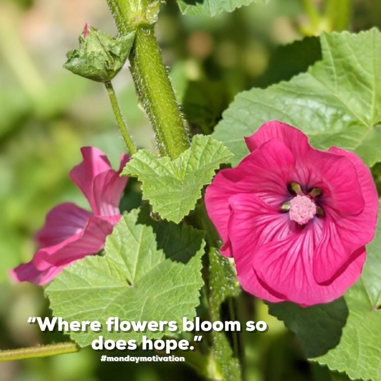 Plant image Lavatera x clementii 'Rosea'