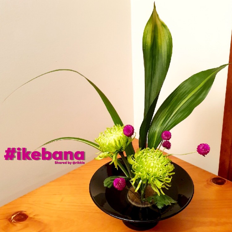 Plant image Aspidistra elatior
