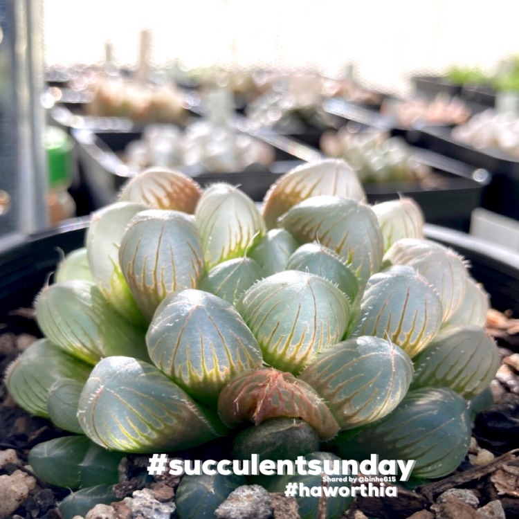 Plant image Haworthia cooperi var pilifera