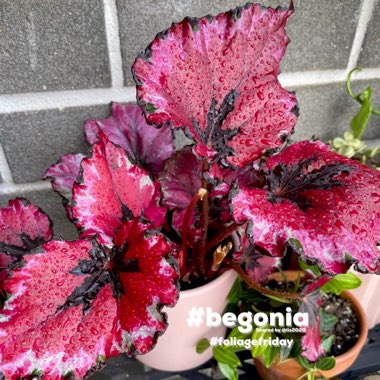 Begonia (Rex Cultorum Group)  syn. Begonia rex