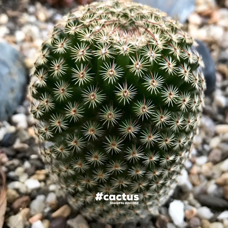 Plant image Mammillaria matudae