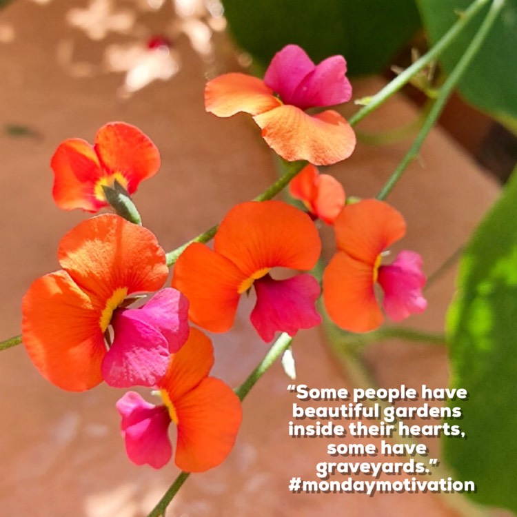 Plant image Chorizema Cordatum
