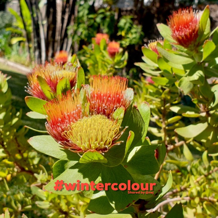 Plant image Leucospermum Oleifolium