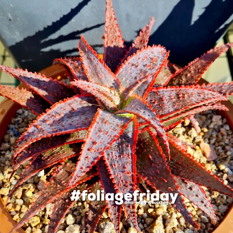 Plant image Aloe 'Christmas Carol'
