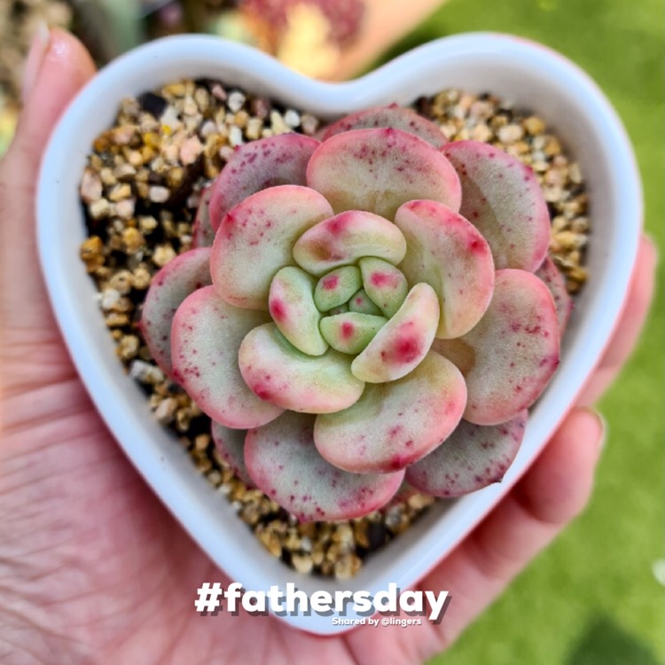 plant image 1529733