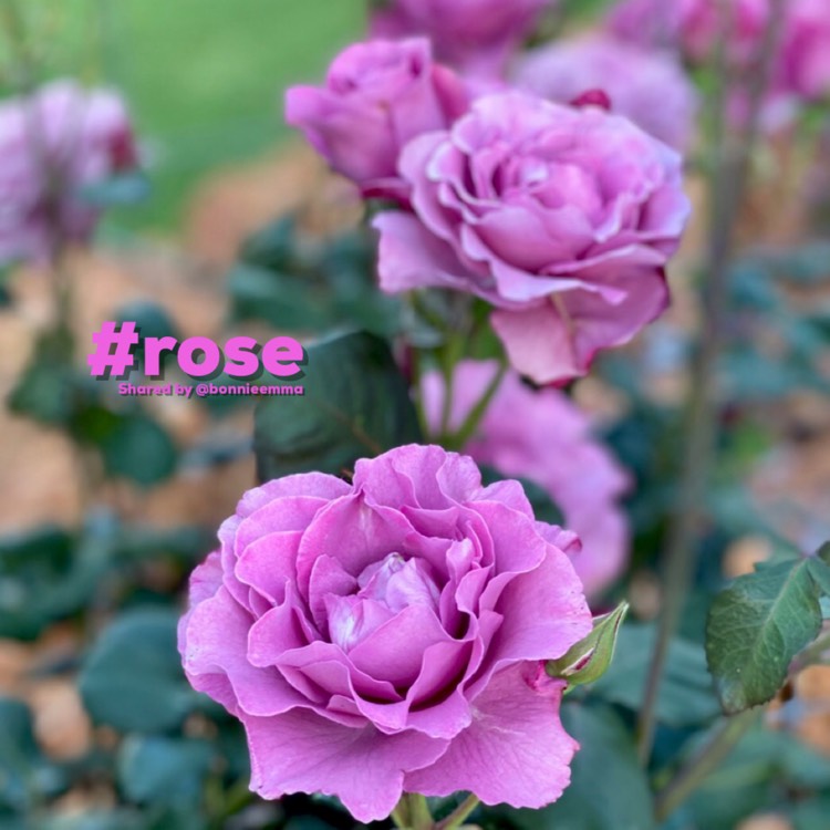 Plant image Rosa 'Angel Face'