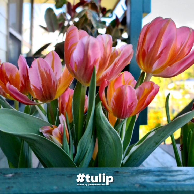 Plant image Tulipa 'Hermitage'