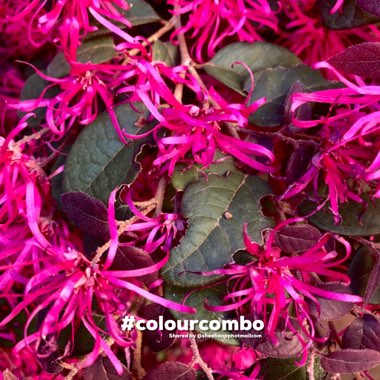 Loropetalum chinense var. rubrum 'Fire Dance'
