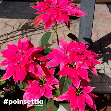 Euphorbia pulcherrima 'Perhc59b' syn. Euphorbia pulcherrima 'Luv U Pink'