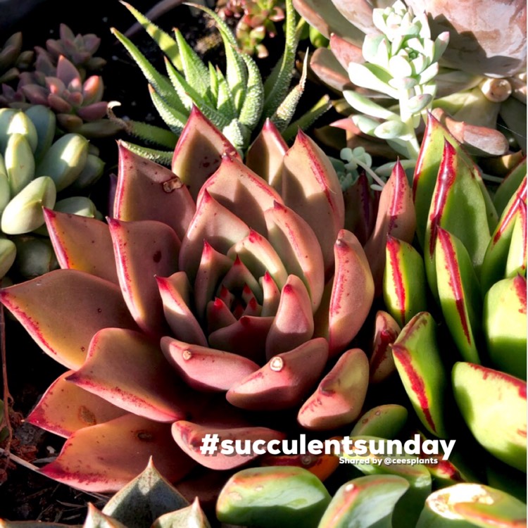 plant image 1535879