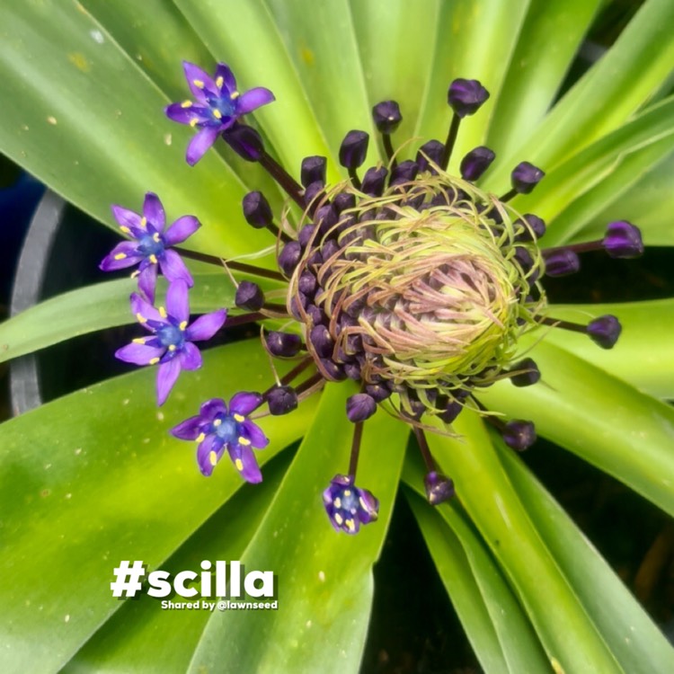 Plant image Scilla peruviana