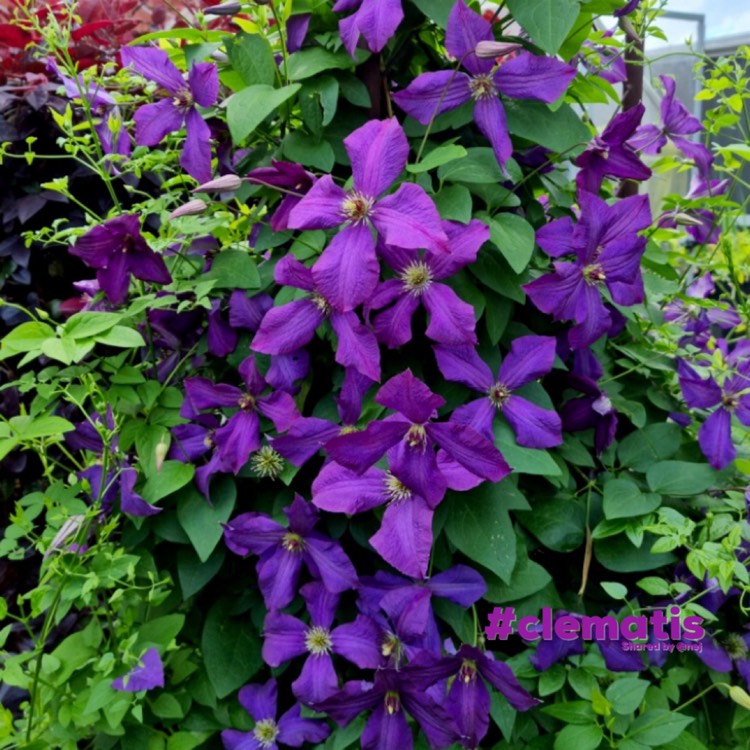 Plant image Clematis viticella 'Polish Spirit'