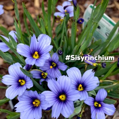Sisyrinchium 'Devon Skies'