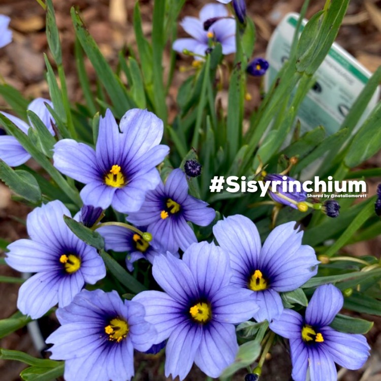plant image 1545073