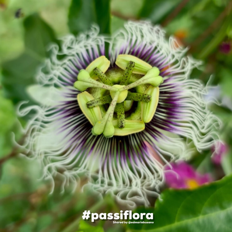 plant image 1546443