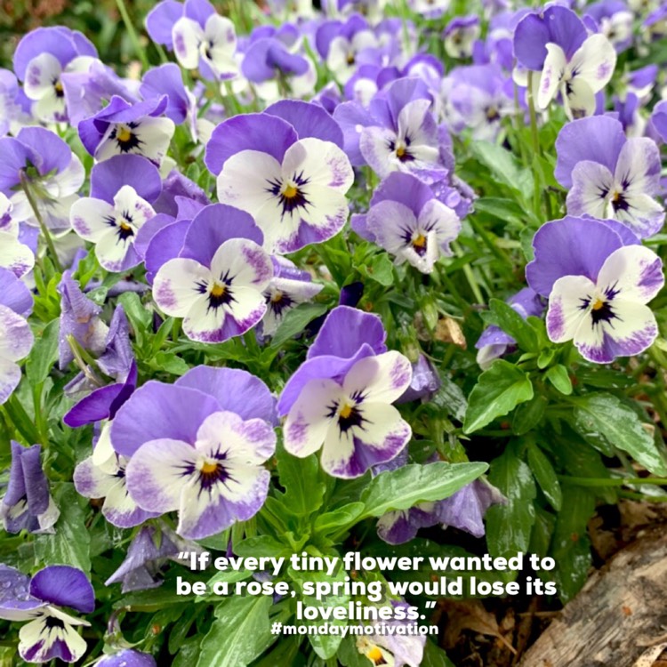 Plant image Viola Cornuta ‘Delft Blue'