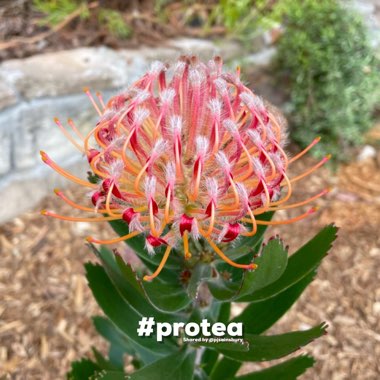 Leucospermum Glabrum X Totlum