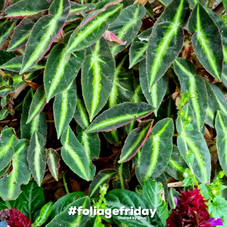 Plant image Begonia listada