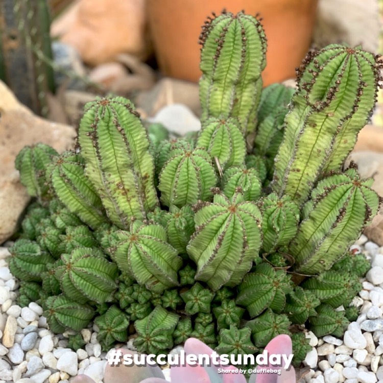 Plant image Euphorbia anoplia
