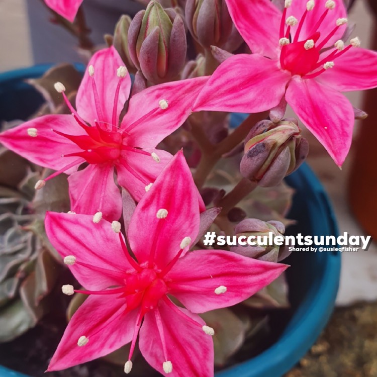 Plant image Tacitus Bellus syn.Graptopetalum Bellum