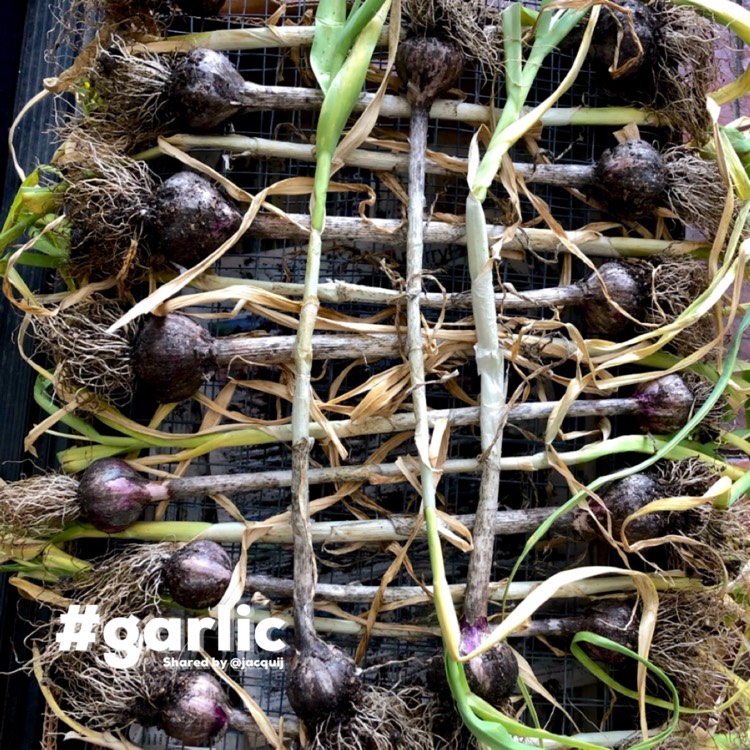 plant image 1550202