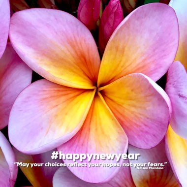 Plumeria