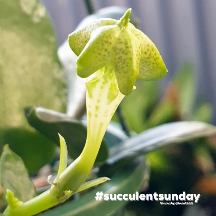 plant image 1554091