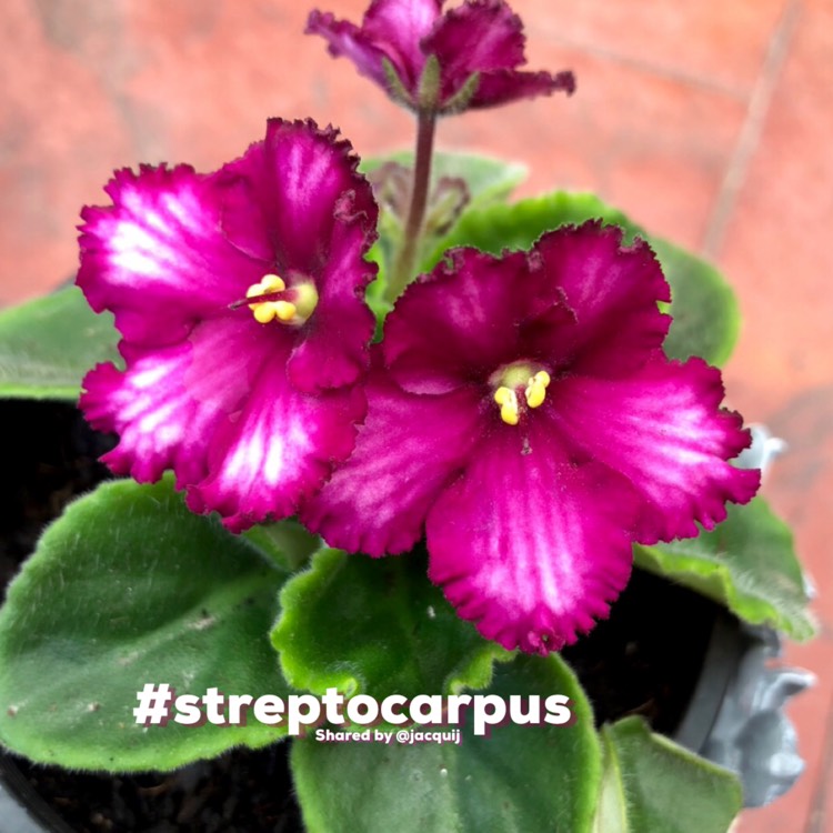 plant image 1556953 plant image 1556953