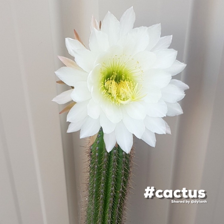 plant image 1557251