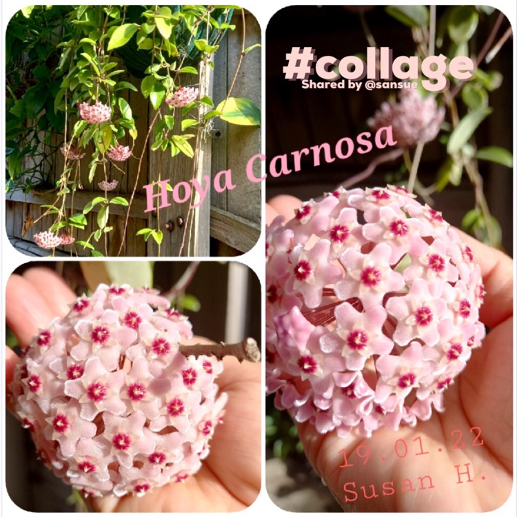 Plant image Hoya Carnosa