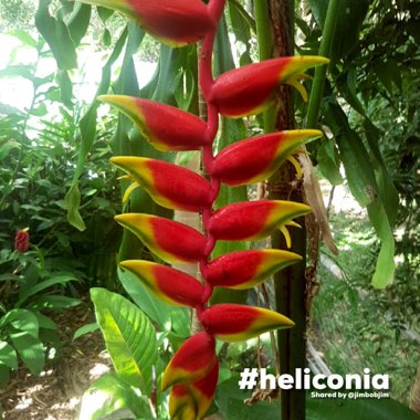 Heliconia rostrata 