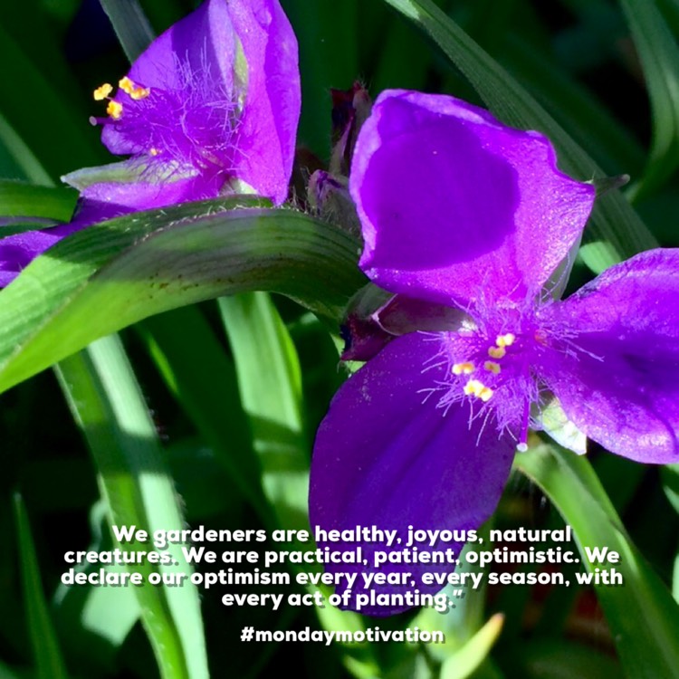 Plant image Tradescantia 'Outdoor plants'
