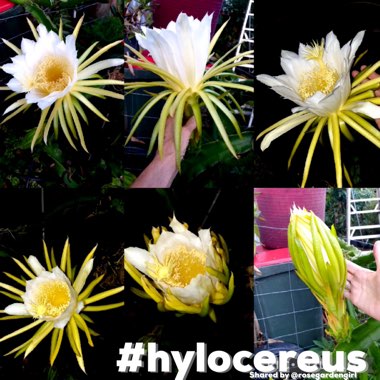 Hylocereus megalanthus