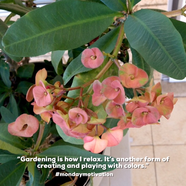 Plant image Euphorbia Milii 'Neptune'