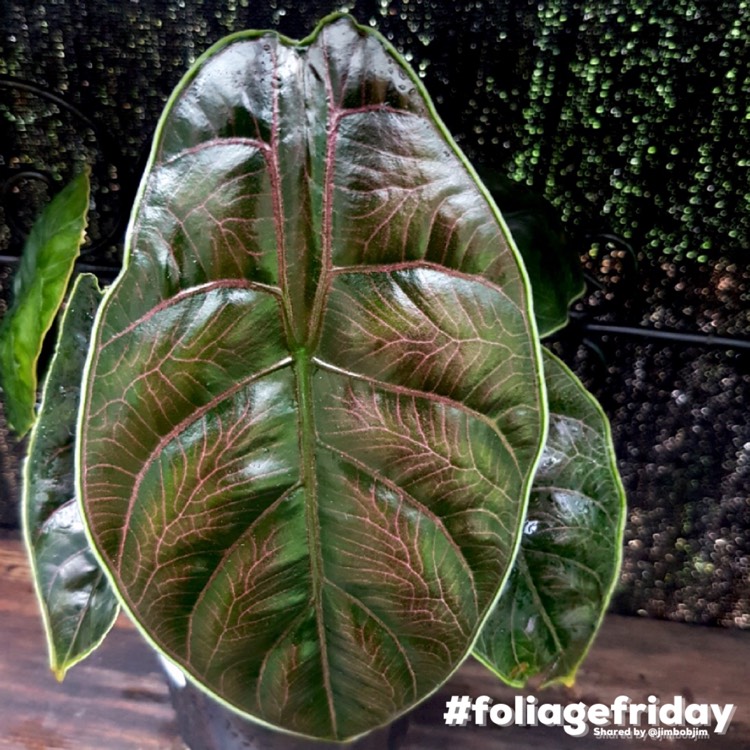 Plant image Alocasia Azlanii