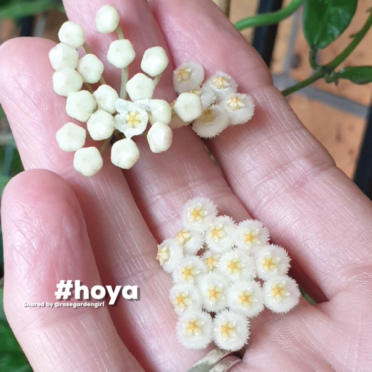Plant image Hoya lacunosa var. lacunosa