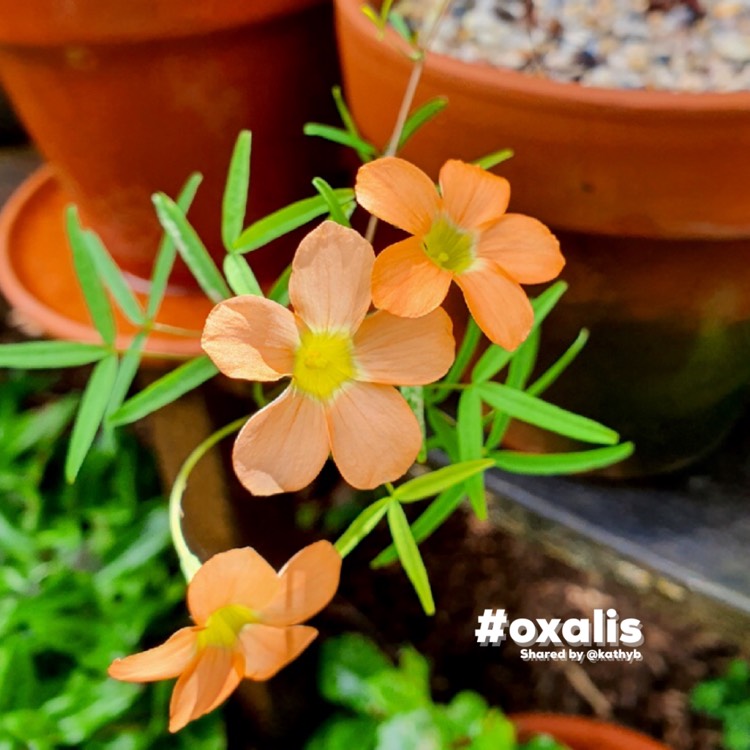 Plant image Oxalis gracilis