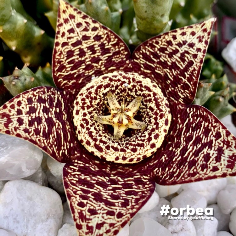 Plant image Orbea variegata