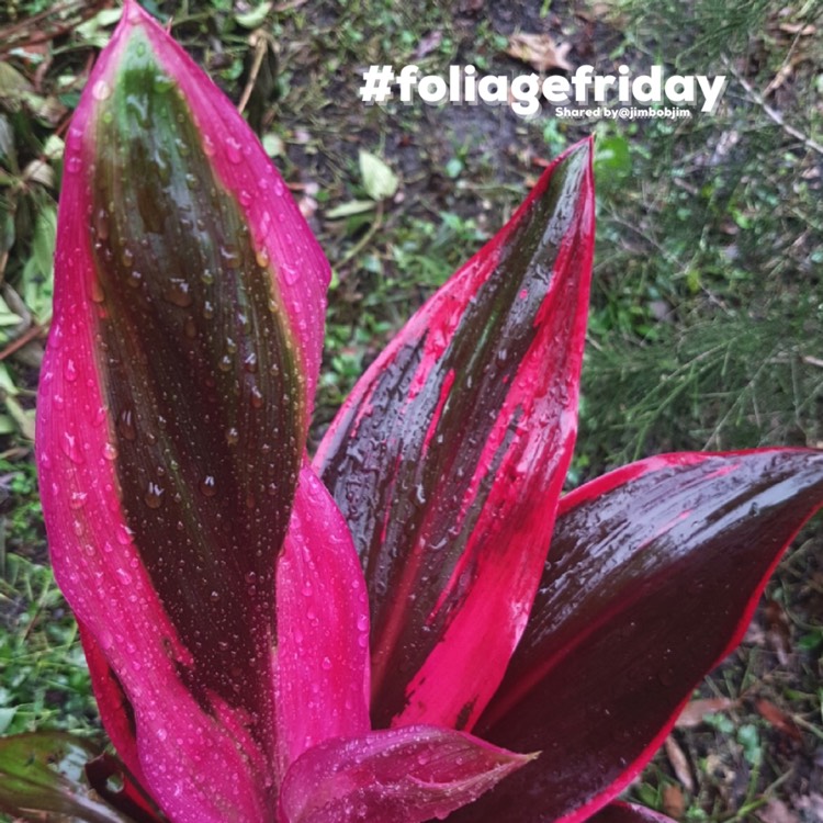 Plant image Cordyline australis