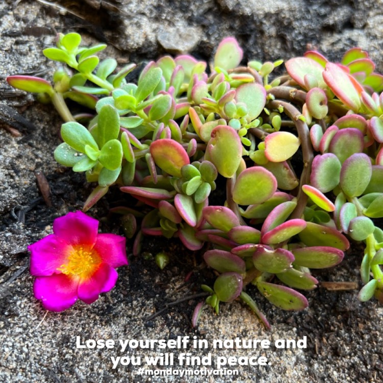 Plant image Portulaca oleracea 'Sun Jewels'