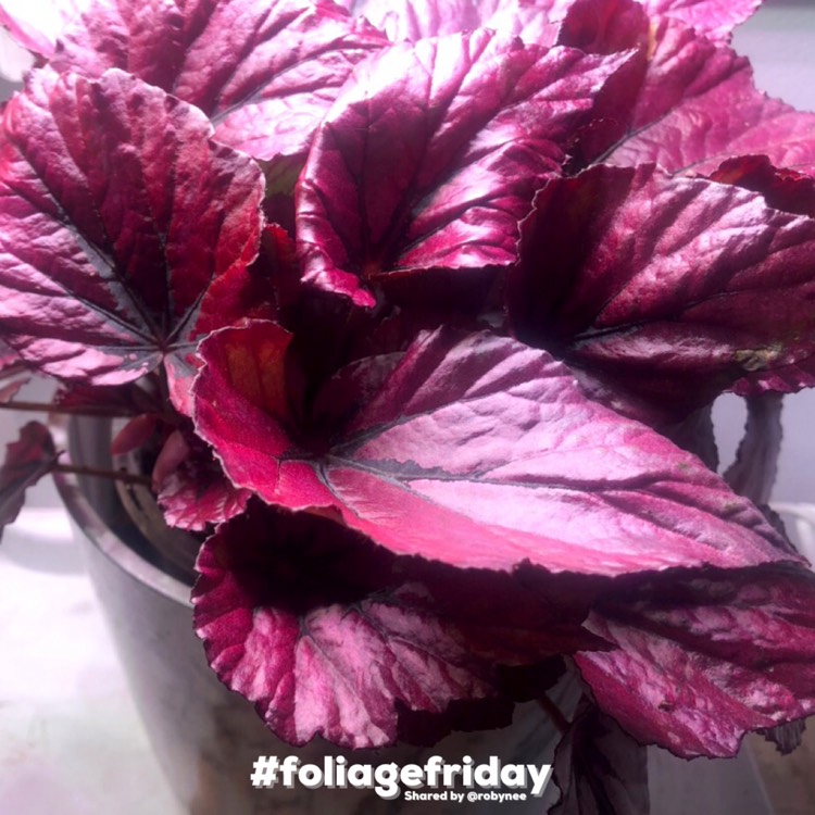 Plant image Begonia (Rex Cultorum Group) 'Indian Summer' syn. Begonia rex 'Indian Summer'