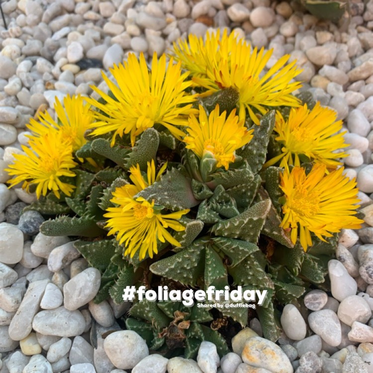 plant image 1590320