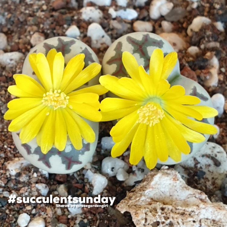 Plant image Lithops Dorotheae F357